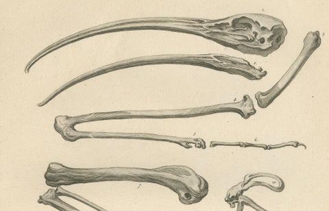 Mummies of Ibis and Skeletal Remains, Egypt, Antique Engraving, c.1802, close-up 5