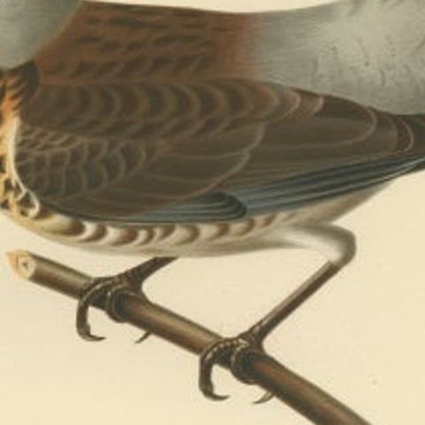 Antique Bird Print of the Fieldfare by Von Wright, 1927, close-up 2