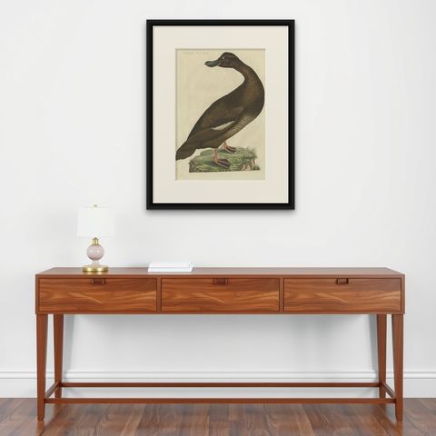 Antique Bird Print, Velvet Scoter Anas Fusca by Nozeman & Sepp, 1770, shown framed on a wall