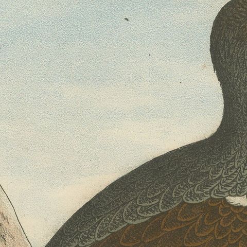 Old Bird Print of a Black Grouse, close-up 1