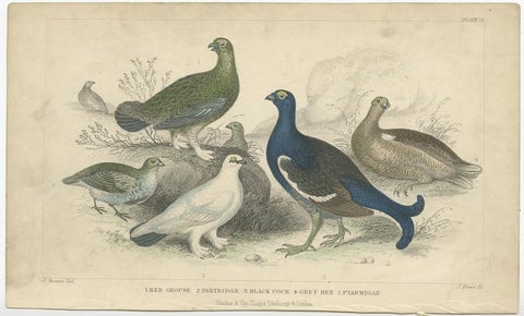 Old Bird Print of a Partridge, Red Grouse, Ptarmigan, Black Cock and a Hen, 1862, view 2