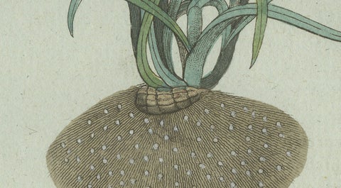 Original Antique Botanical Print of Tiger Nut by Bertuch, 1800, close-up 3