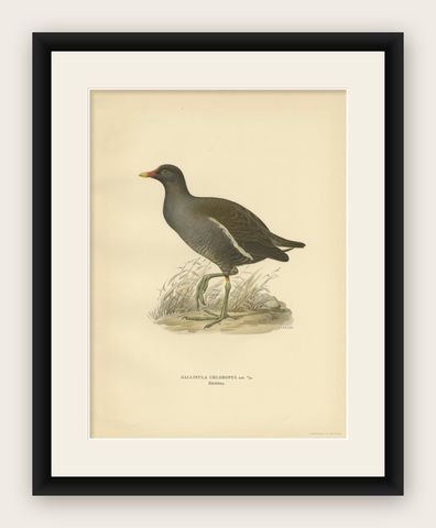 Antique Bird Print of the Common Moorhen by Von Wright '1929', shown framed