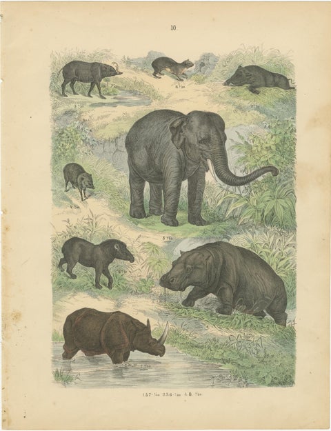 Large Mammals Print: Elephant, Rhino, Hippo & Tapir, Antique 1867, view 2