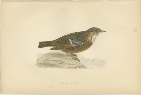 Alpine Warbler or Alpine Accentor on a Rock, Hand Colored Print, 1896, view 2