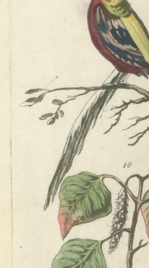 China Figures, Fauna & Flora, Hand-Colored Antique Print, Ferrario, Italy 1815, view 5