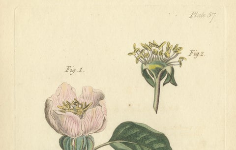 Antique Botanical Engraving of Apple Blossom and Mallow - 1803 Floral Print, close-up 3
