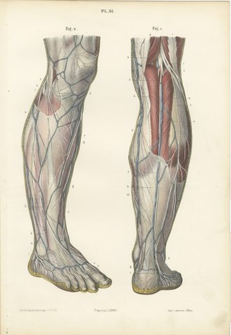 Nerves of the Leg and Foot, Antique Hirschfeld Anatomy Print, 1866, view 2