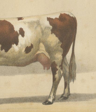 Comtoise Cow, French Cattle Breed, Antique Chromolithograph by Borie, 1863, close-up 3