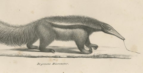Antique Armadillo, Pangolin & Anteater Lithographs, Brodtmann c.1830, close-up 5
