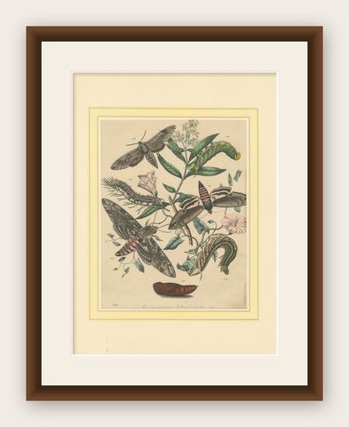 1863 Hand-Colored Lithograph of European Hawk Moths and Caterpillars, shown framed