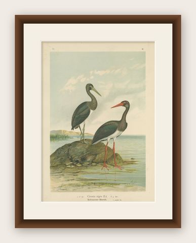 Black Storks by the Water, Elegant Antique Bird Chromolithograph c.1880, shown framed
