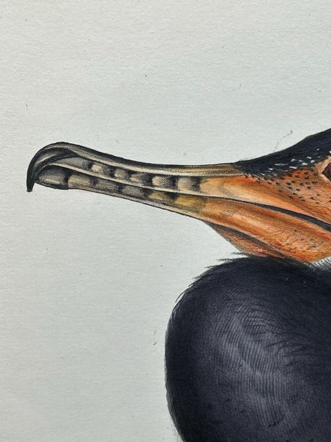 Antique Bird Print of the Great Cormorant or Black Shag, 1832, view 5