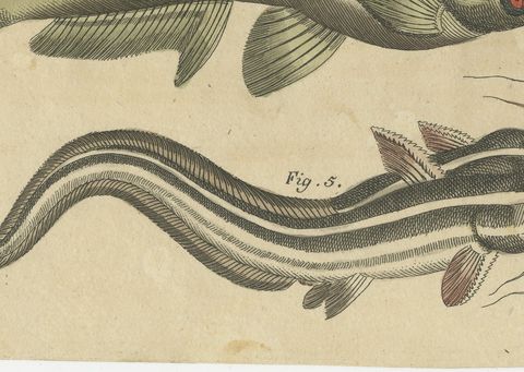 Five Catfish with Long Barbels, Antique Bertuch Print, circa 1815, close-up 2