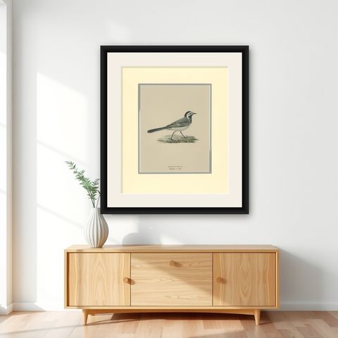 Antique Bird Print of the White Wagtail by Von Wright '1927', shown framed on a wall