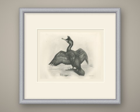 Crested Shag Drying Its Wings on a Rock after Lilian Medland, c. 1909, shown framed