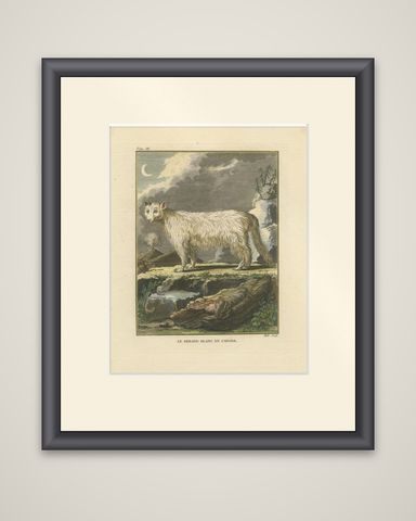 The White Fox of Canada, Elegant Arctic Wildlife Engraving Under Moonlight 1801, shown framed