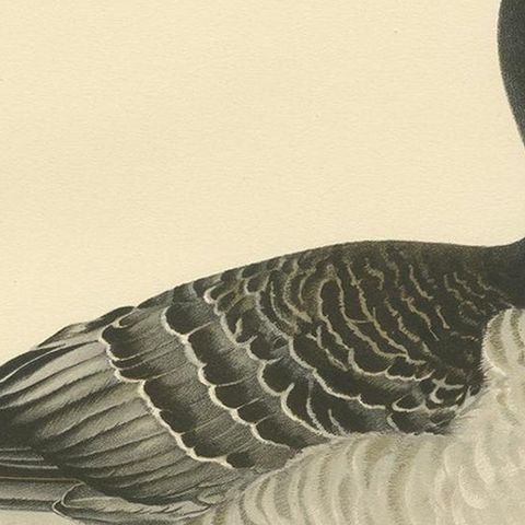 Antique Bird Print of the Barnacle Goose by Von Wright '1929', close-up 2