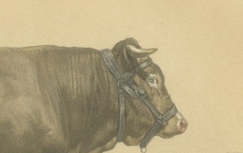 Garonnais Bull, Antique Cattle Print after Isidore Bonheur, 1873, view 4
