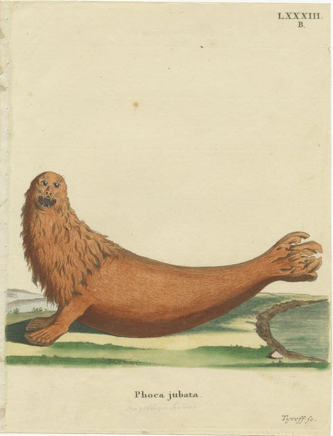 Original Antique Print of a Steller Sea Lion, view 2
