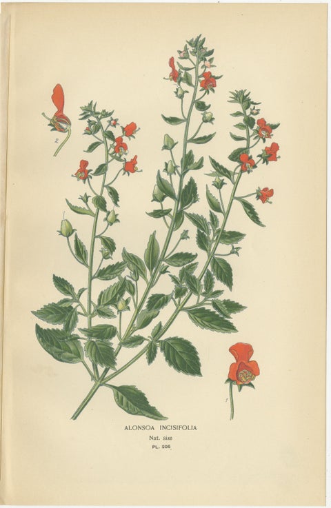 1897 Decorative Botanical Prints, Calceolaria Hybrida, Rugosa, and Alonsoa, view 4