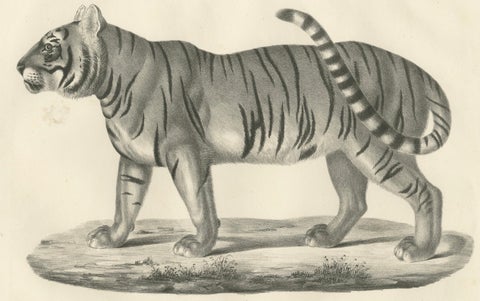 19th-Century Lithograph of the Striped Tigress, Mate of the Royal Tiger, close-up 2