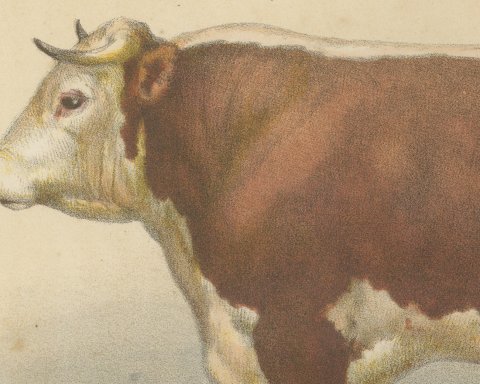 Hereford Bull, British Cattle Chromolithograph from Animaux de la Ferme, 1863, close-up 1