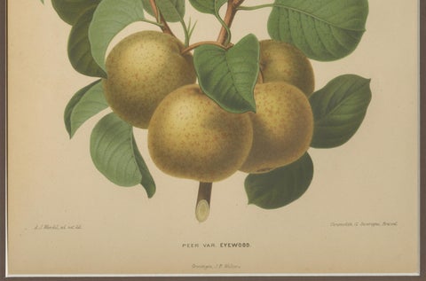 Golden Pear Cluster, Botanical Print, Dutch, ca. 1870 Chromolitho, close-up 2