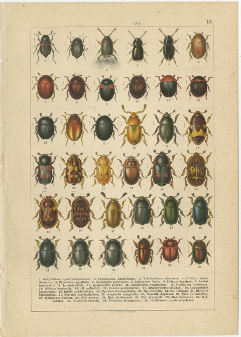 Museum Style Beetle Specimen Plates, Victorian Entomology Prints, Set of 8, view 5