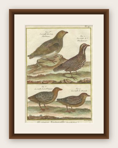 Hand-Colored Engraving of Global Quail Species from Histoire Naturelle, 1790, shown framed