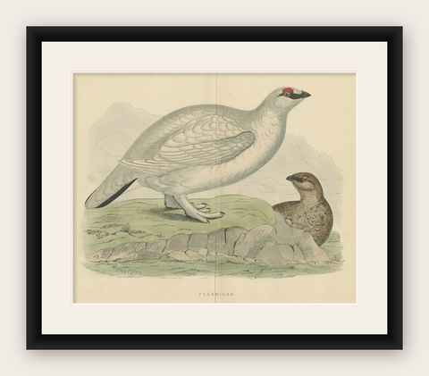 Original Antique Print of a Ptarmigan 'with centre fold', shown framed