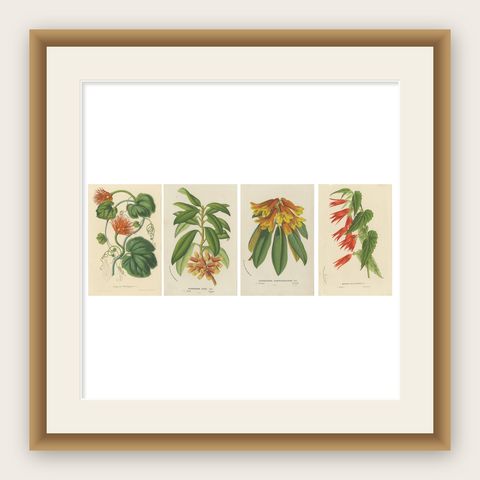 Lush and Vibrant: A Collection of Exotic Botanical Illustrations, circa 1875, shown framed