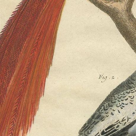 Antique Bird Print, Bird of Paradise, Tropicbird, Hooded Crow, circa 1760, close-up 1