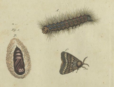 Life Cycle of Moths and Caterpillars: Stages of Transformation, Bertuch, 1805, close-up 3