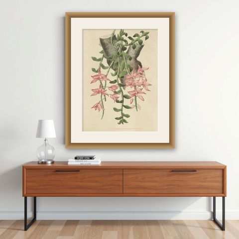 Orchid Elegance: Huge Exquisite Chromolithograph of the Dutch Colonial Era, 1854, shown framed on a wall