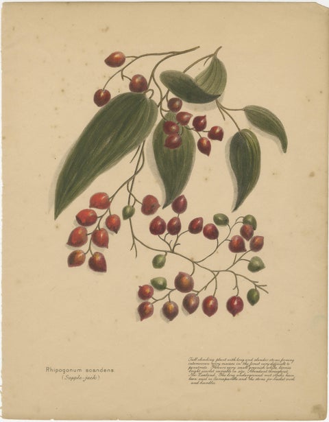 New Zealand Native Plants & Fruits, Set of Three Botanical Lithographs, 1890, view 3
