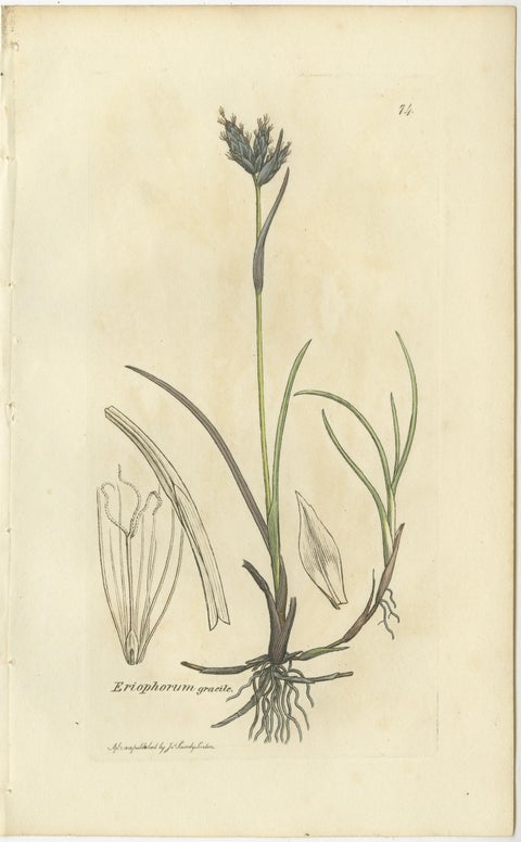 Set of 8 Antique Botanical Engravings of Cottongrass and Coastal Grasses, c.1830, view 3
