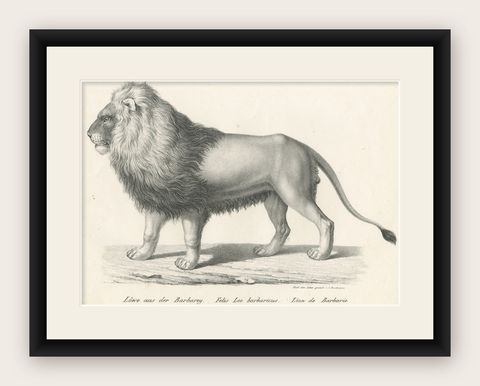 Original Antique Print of a Barbary Lion by Brodtmann, shown framed