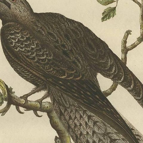 Antique Bird Print, Common Nightjar Caprimulgus by Nozeman & Sepp, 1770, close-up 1