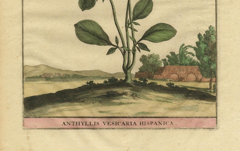 Botanical Illustration of Spanish Kidney Vetch, from Munting’s 1696 Herbal, close-up 3