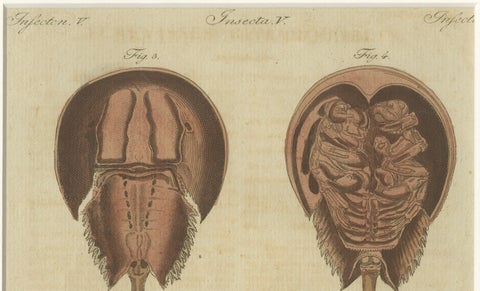 Antique Lobster, Crab & Horseshoe Crab Engraving, Bertuch, 1792, close-up 3