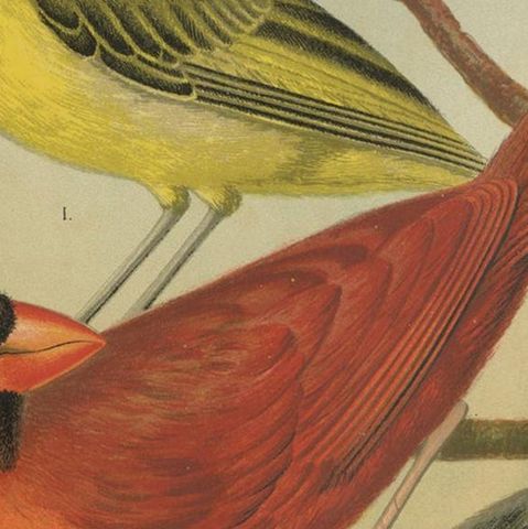 Antique Bird Print of Black-Crested, Red-Crested Cardinal, Cardinal Grosbeak, close-up 2