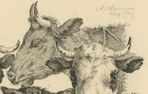 Etching of Four Cow Heads: Detailed Farm Animal Study by Oberman, 1809, close-up 4