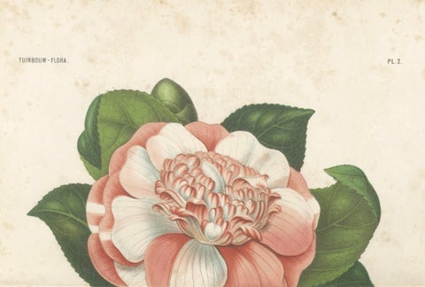 Antique Botanical Lithograph, Camellia Sophia, de Vriese, 1856, close-up 2