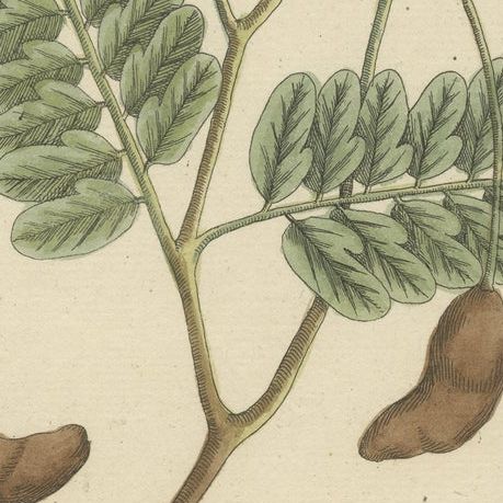 Antique Botanical Print of a Tamarind Tree, close-up 2