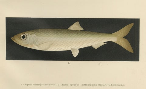 Scandinavian Fish Lithograph: Herring, Sprat, Müller’s Pearlside and Pike, 1895, close-up 2
