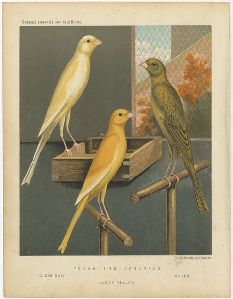 Antique Bird Print of the Yorkshire Canaries, Clear Buff, Clear Yellow and Other, view 2