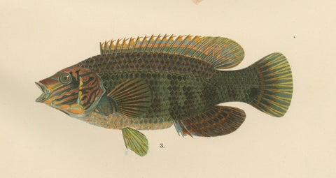 Colorful Wrasse Duo and Corkwing - Vibrant 19th Century Fish Lithograph, close-up 4