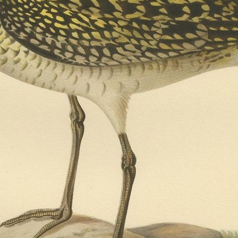 Antique Bird Print of the European Golden Plover by Von Wright, 1929, close-up 2