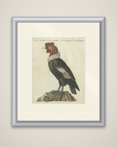 Andean Condor (Male) - Majestic Vultur gryphus Illustration by Bertuch, 1805, shown framed